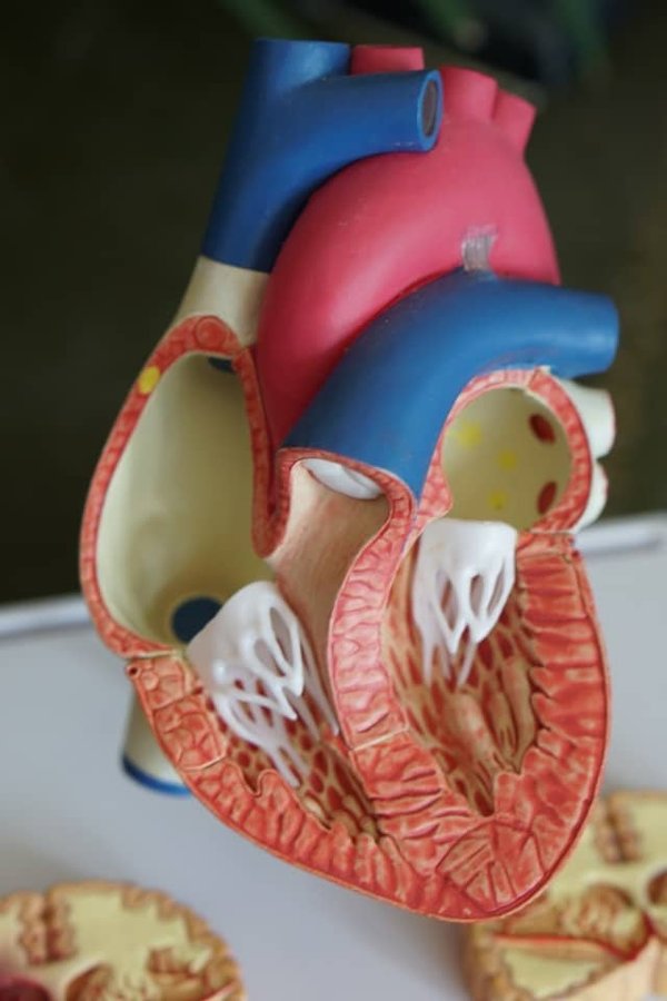 Quels sont les effets de la consommation de graines de chanvre sur la santé cardiovasculaire?